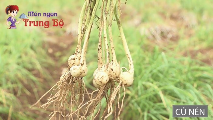 Củ nén là gia vị đặc biệt cho món mì Quảng