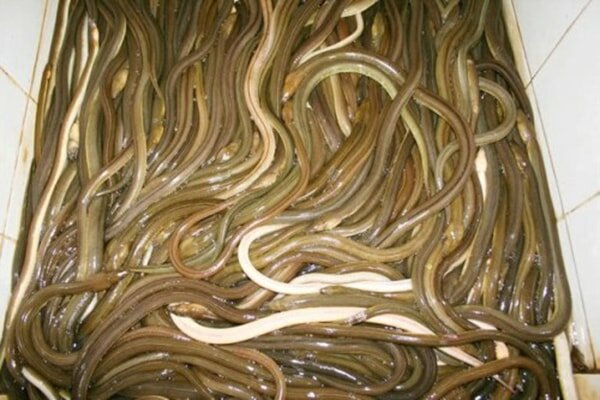 GỏGỏi cá nhệch: Đặc sản vùng đất Nga Sơn