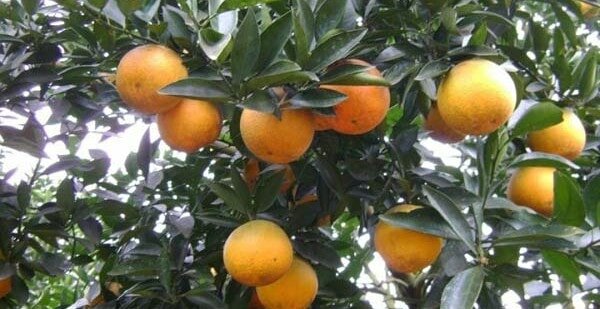 Các món đặc sản Nghệ An mua làm quà khi đi du lịch 4