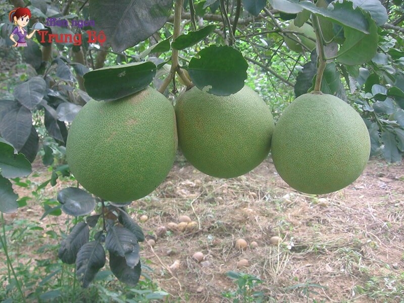 Bưởi Thanh Trà là đặc sản làm quà nổi tiếng ở Huế