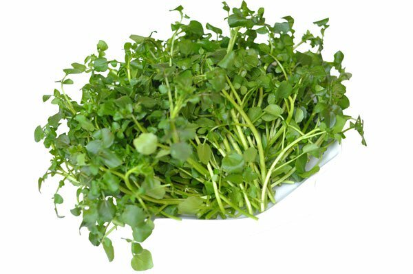 Cải xoong rất hữu ích trong việc chữa bệnh cường giáp Cải xoong rất hữu ích trong việc chữa bệnh cường giáp1