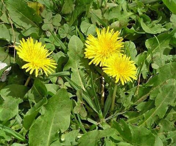 5 bài thuốc chữa bệnh cường giáp bằng thảo dược tự nhiên 4 bài thuốc chữa bệnh cường giáp 4