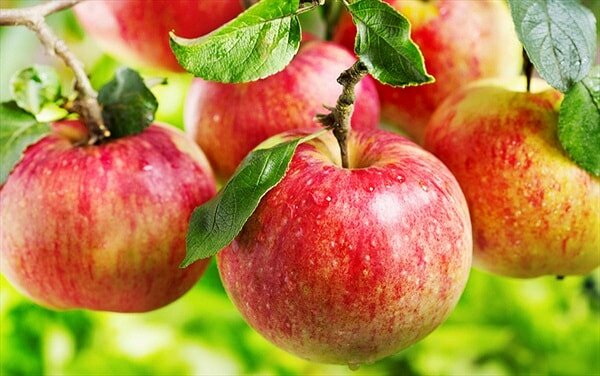 Top 10 loại thực phẩm giàu chất xơ cho người muốn giảm cân 1