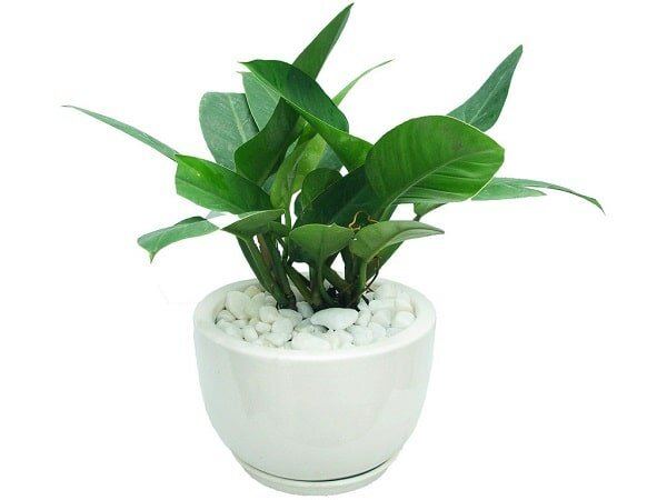 Cây đế vương tượng trưng cho quyền lực, phù hợp trồng trong phòng lãnh đạo Cây đế vương tượng trưng cho quyền lực, phù hợp trồng trong phòng lãnh đạo
