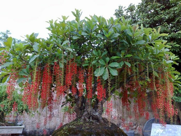 Cây lộc vừng Cây lộc vừng