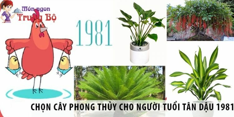 Chọn cây phong thủy cho người tuổi Tân Dậu 1981 mang tài vận Cách chọn cây phong thủy cho tuổi Tân Dậu 1981