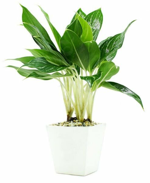 Cây bạch mã hoàng tử Cây bạch mã hoàng tử