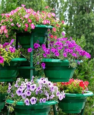 Hoa Dạ Yến Thảo rất hữu ích trong cuộc sống Dạ Yến Thảo có nhiều công dụng hữu ích trong cuộc sống