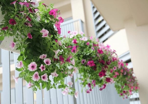 Những lẵng hoa Dạ Yến Thảo đẹp Loài hoa có ý nghĩa to lớn mang tên Dạ Yến Thảo