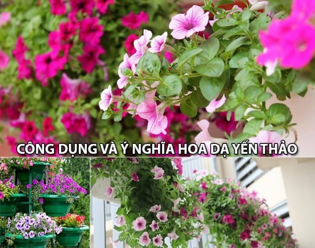 Công dụng và ý nghĩa hoa Dạ Yến Thảo – Shop hoa tươi Mrhoa Công dụng và ý nghĩa hoa Dạ Yến Thảo