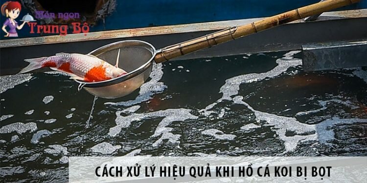 Cách xử lý hiệu quả khi hồ cá koi bị bọt