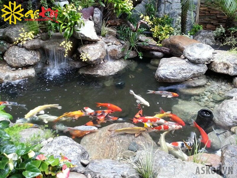 Hồ Koi bị bọt sẽ ảnh hưởng đến sức khỏe của cá Hồ Koi bị bọt sẽ ảnh hưởng đến sức khỏe của cá