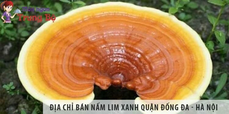 Địa chỉ bán nấm lim xanh quận Đống Đa - Hà Nội uy tín