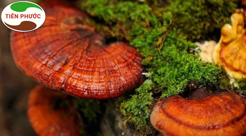 Địa chỉ bán nấm lim xanh quận Đống Đa - Hà Nội uy tín 1