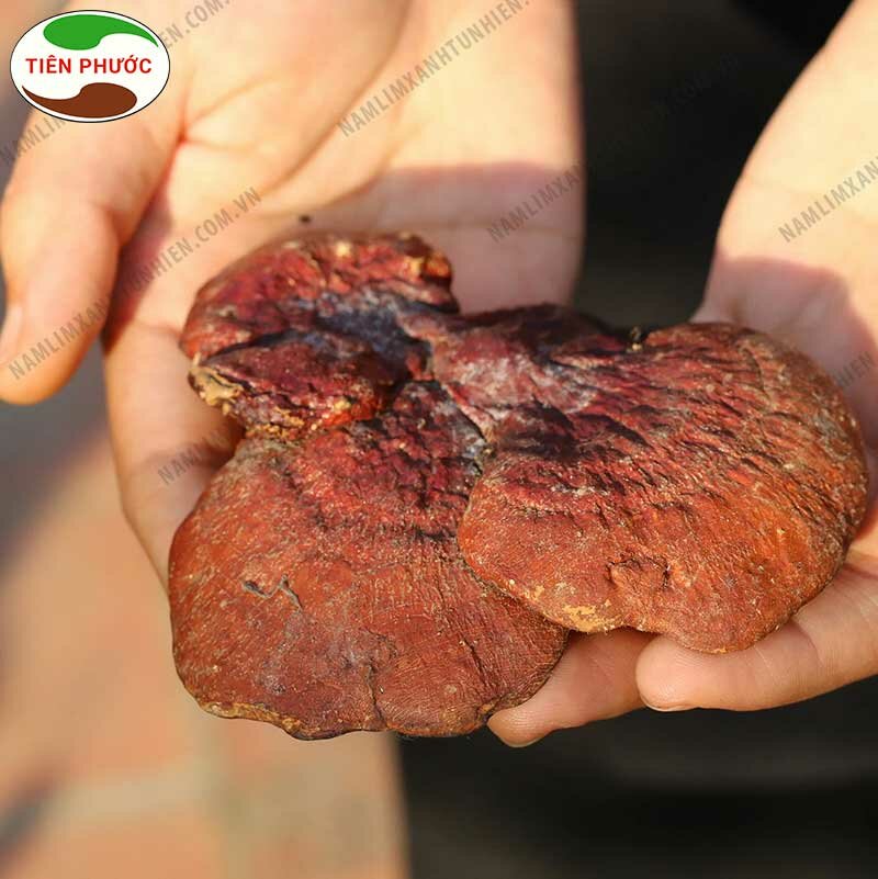 Địa chỉ bán nấm lim xanh quận Đống Đa - Hà Nội uy tín 1