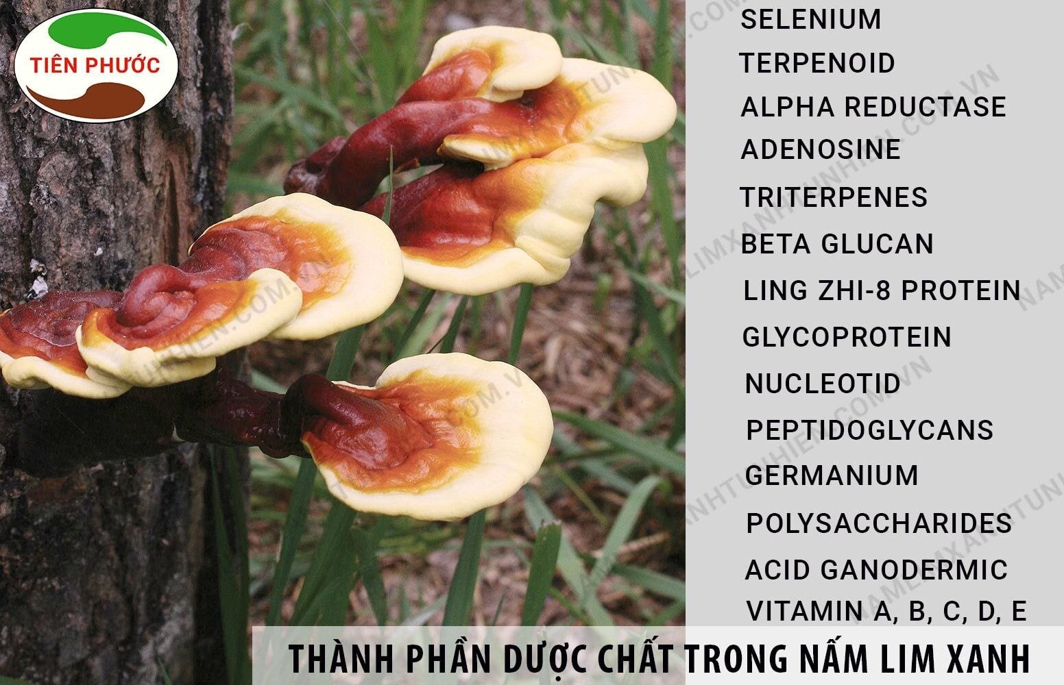 Địa chỉ bán nấm lim xanh quận Hà Bà Trưng - Hà Nội uy tín 2