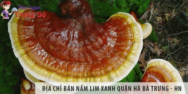 Địa chỉ bán nấm lim xanh quận Hà Bà Trưng - Hà Nội uy tín