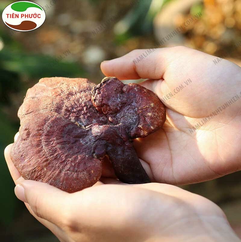 Địa chỉ bán nấm lim xanh quận Hoàn Kiếm - Hà Nội uy tín 1