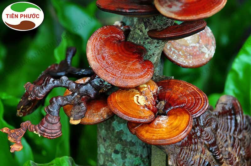 Địa chỉ bán nấm lim xanh quận Hoàn Kiếm - Hà Nội uy tín 3