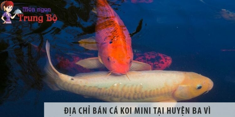 Địa chỉ bán cá koi mini đẹp, giá rẻ tại huyện Ba Vì Địa chỉ bán cá koi mini đẹp, giá rẻ tại huyện Ba Vì