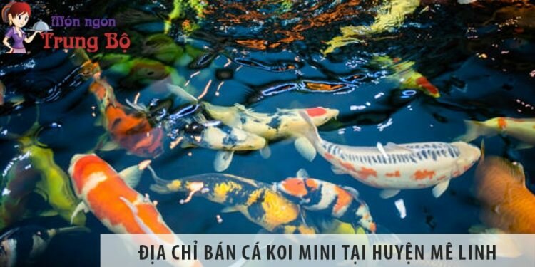 Địa chỉ bán cá koi mini đẹp, giá rẻ tại huyện Mê Linh Địa chỉ bán cá koi mini đẹp, giá rẻ tại huyện Mê Linh