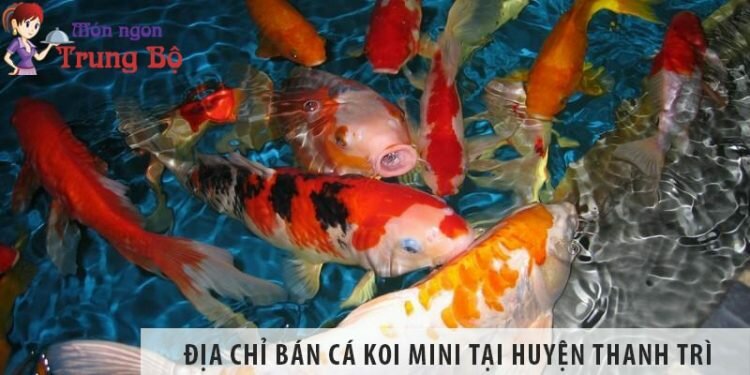 Địa chỉ bán cá koi mini đẹp, giá rẻ tại huyện Thanh Trì