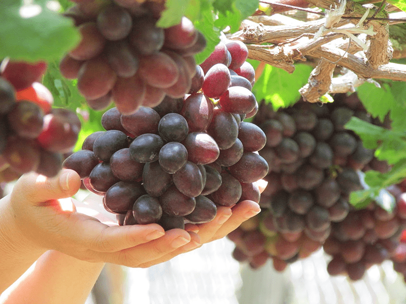 Nho giúp ức chế quá trình oxy hóa, bảo vệ làn da trẻ lâu