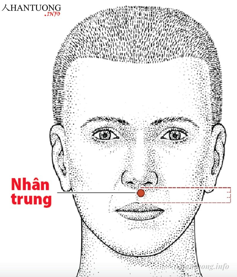 Vị trí nhân trung trên khuôn mặt Vị trí nhân trung trên khuôn mặt