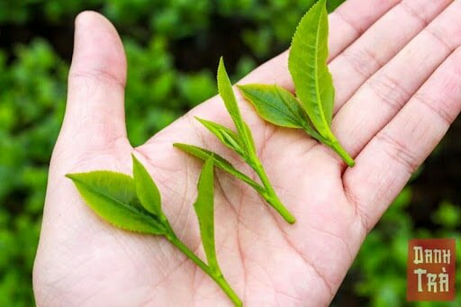 Trà Bắc Thái Nguyên