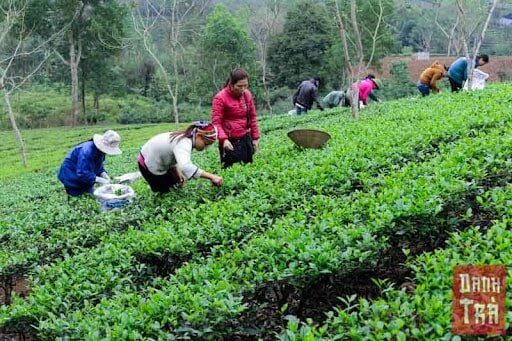 Chè bắc Thái Nguyên